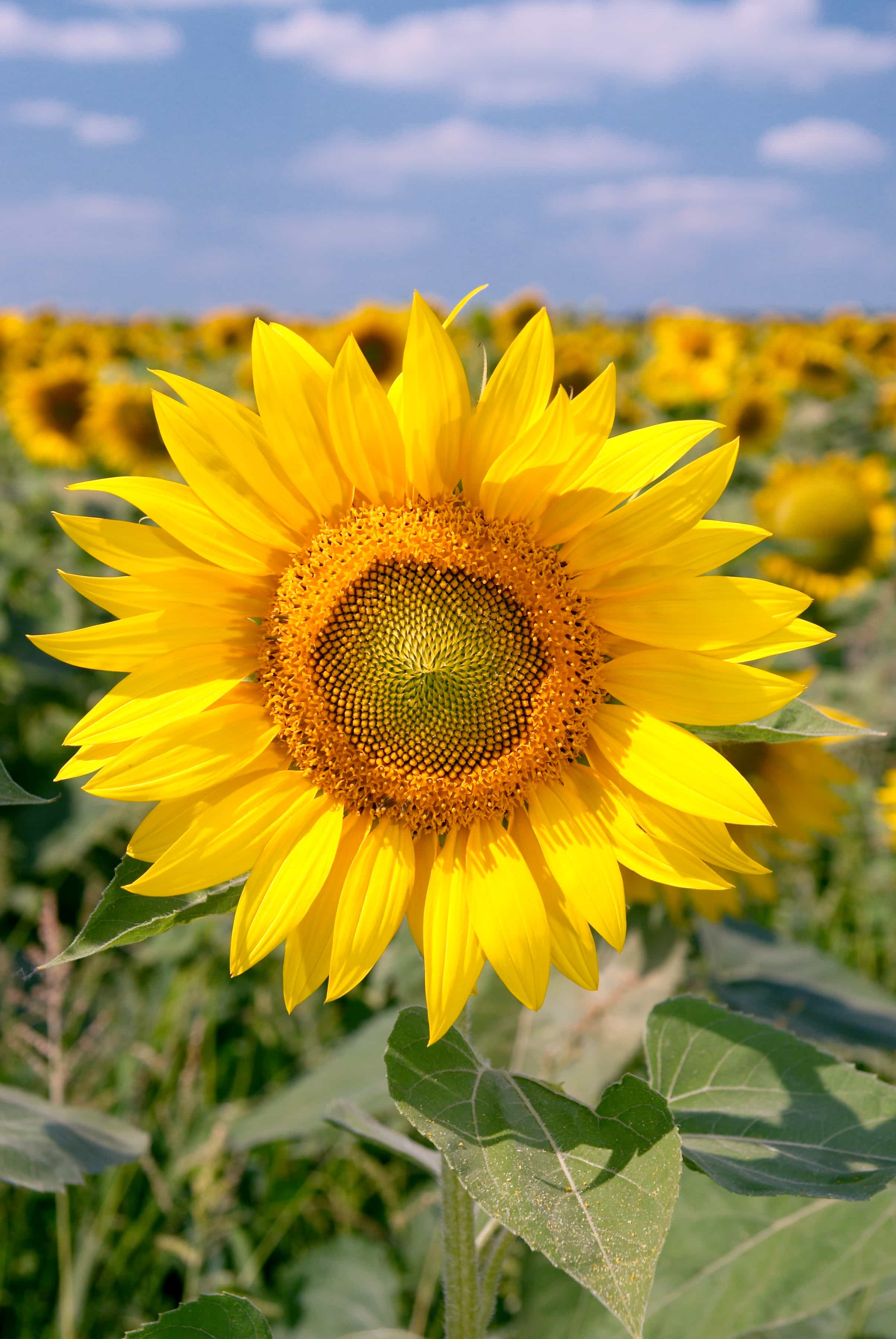 Sunflower