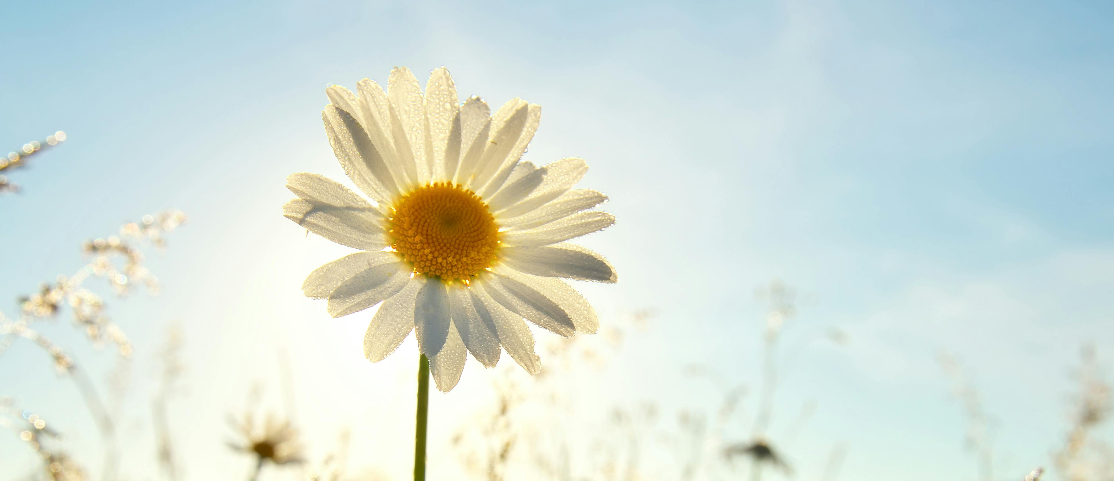 Sun daisy portrait